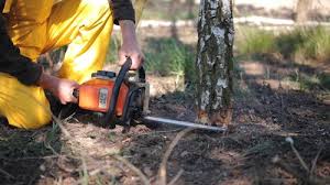 How Our Tree Care Process Works  in  Fairbury, NE